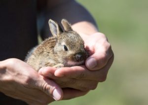 Rabbits in care, SPPOT, Haverfordwest